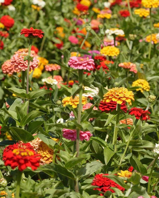 Giant Blue Point Formula Zinnia