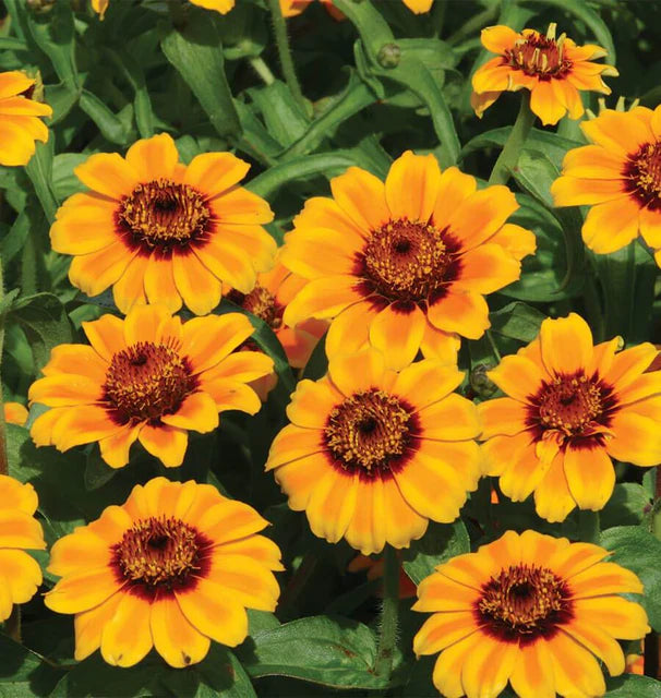 Soleado Zinnia