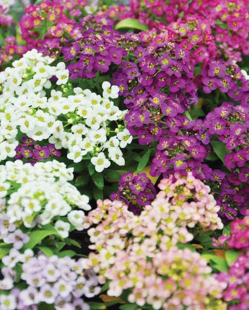 Sweet Bliss Alyssum Blend