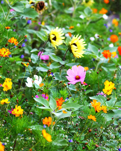 Bumble Bee Wildflower Blend