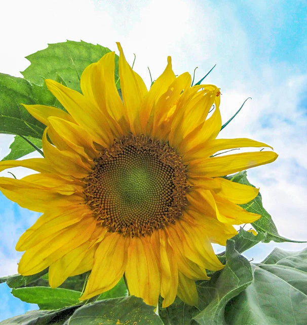 Mongolian Giant Sunflower