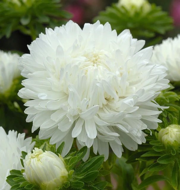 King Size White Aster