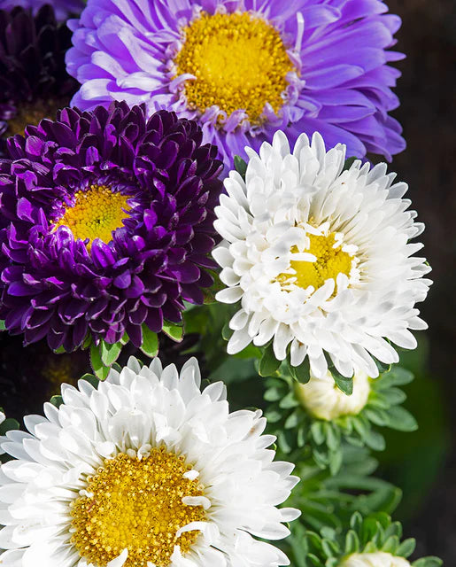 The Blues Mix China Aster