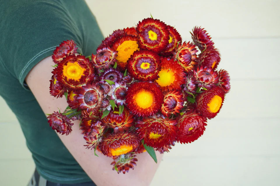 Copper Red Strawflower