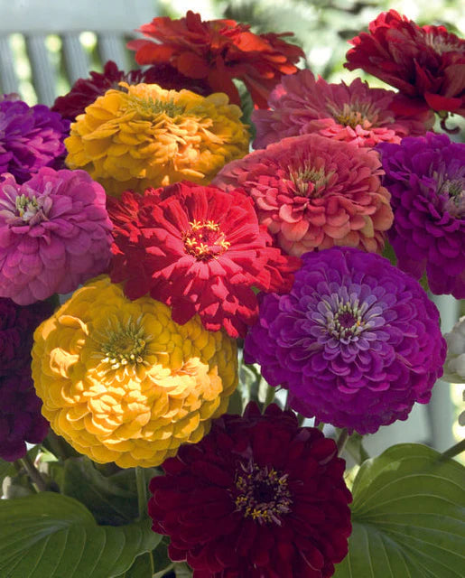Benary's Giant Mix Zinnia