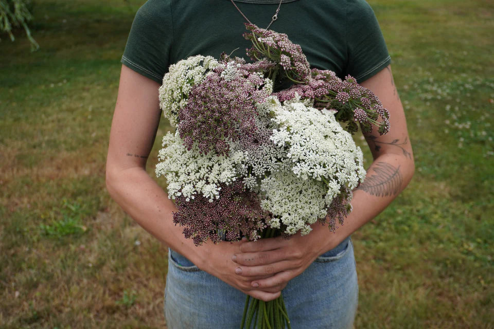 Purple Kisses Daucus