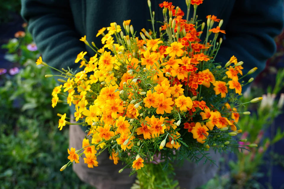 Starfire Marigold