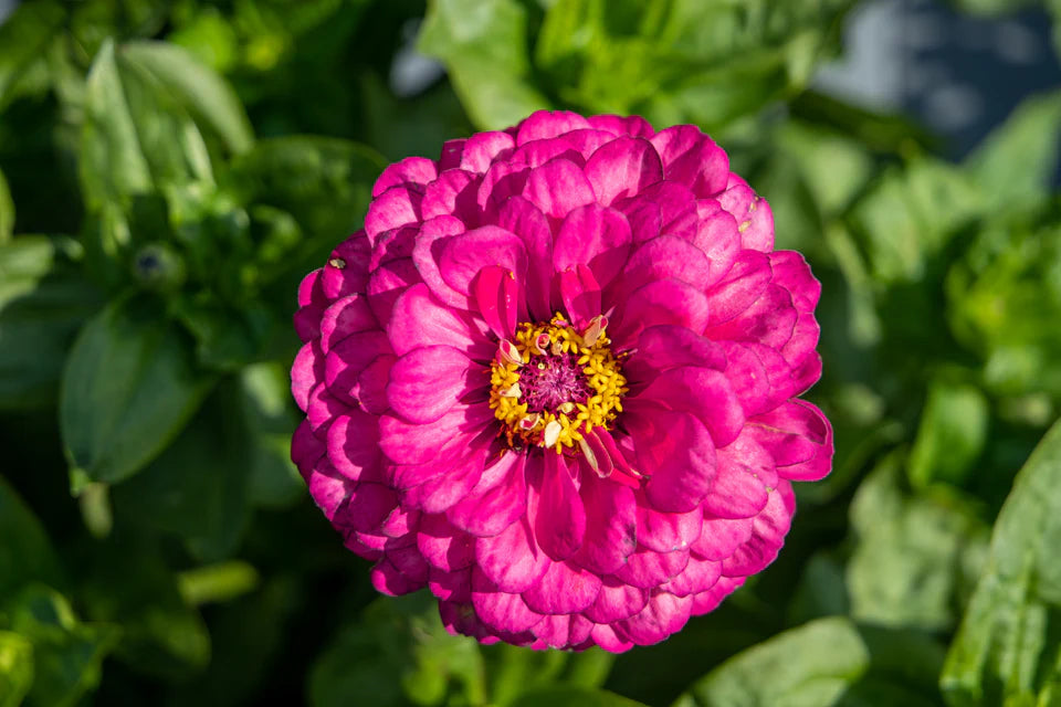 Benary's Giant Carmine Zinnia