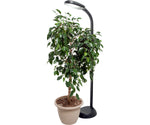 Agrobrite Plant Light - CFL