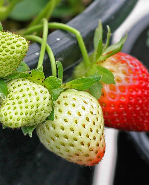 Strawberry 'Fresca'