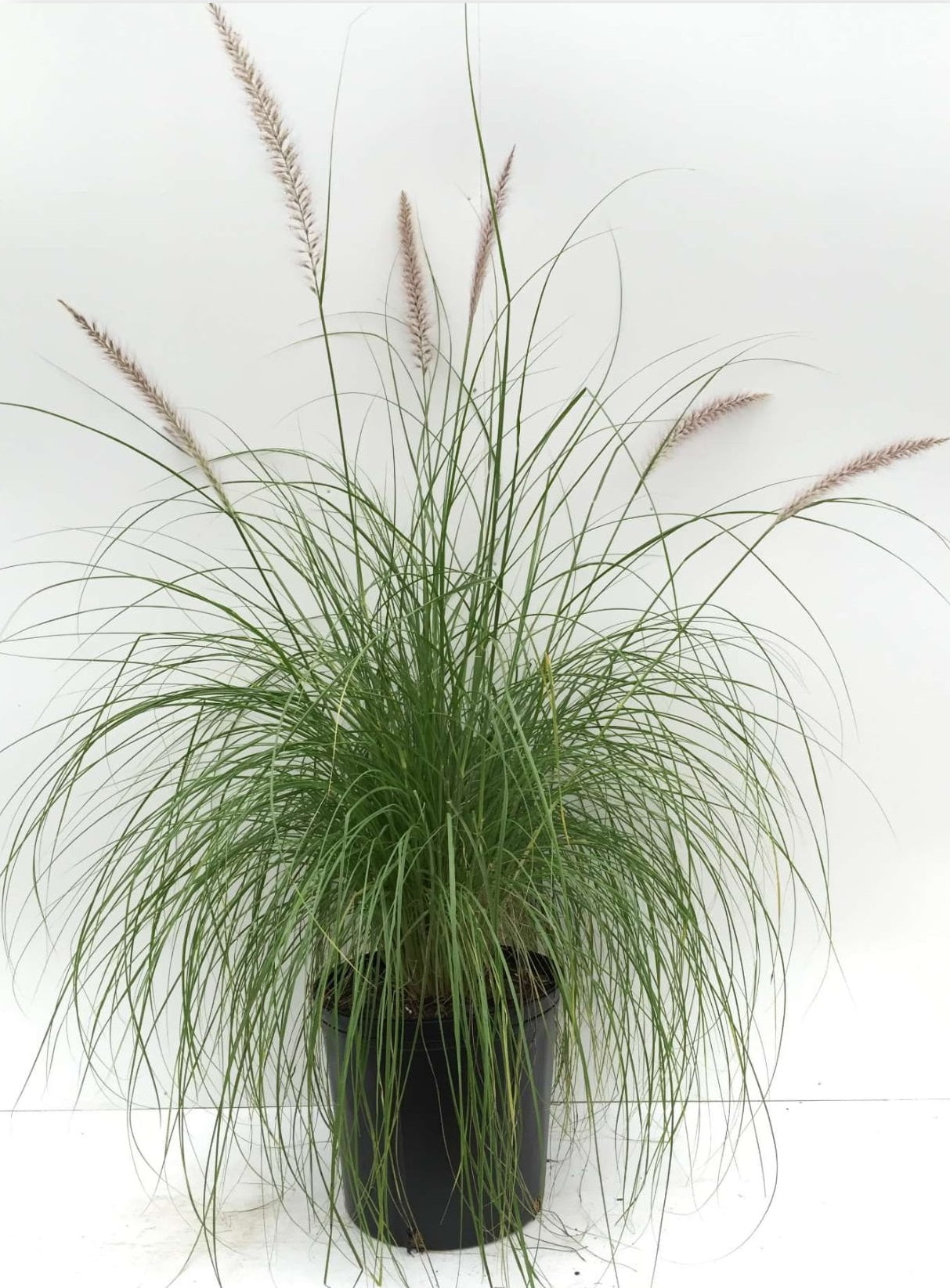 Pennisetum 'Fuzzy'