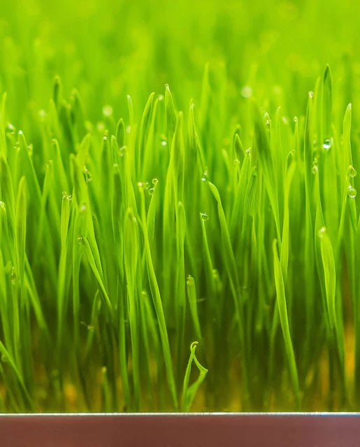 Wheatgrass Blend Organic Sprouts - West Coast Seeds