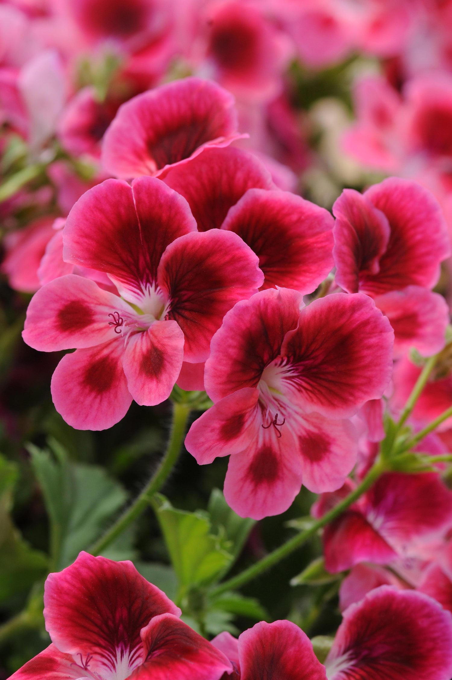 Regal Geranium 'Candy Flower' Series