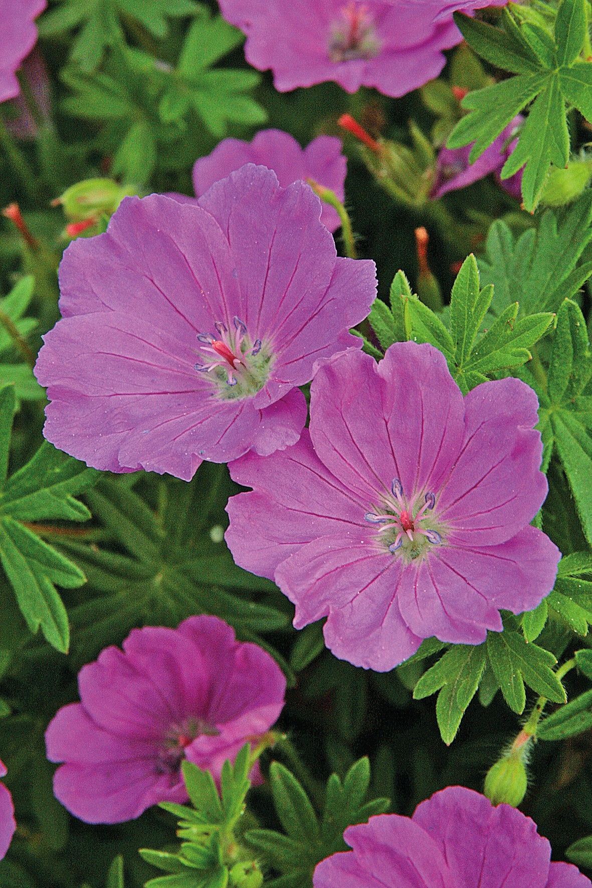 Geranium 'Max Frei'