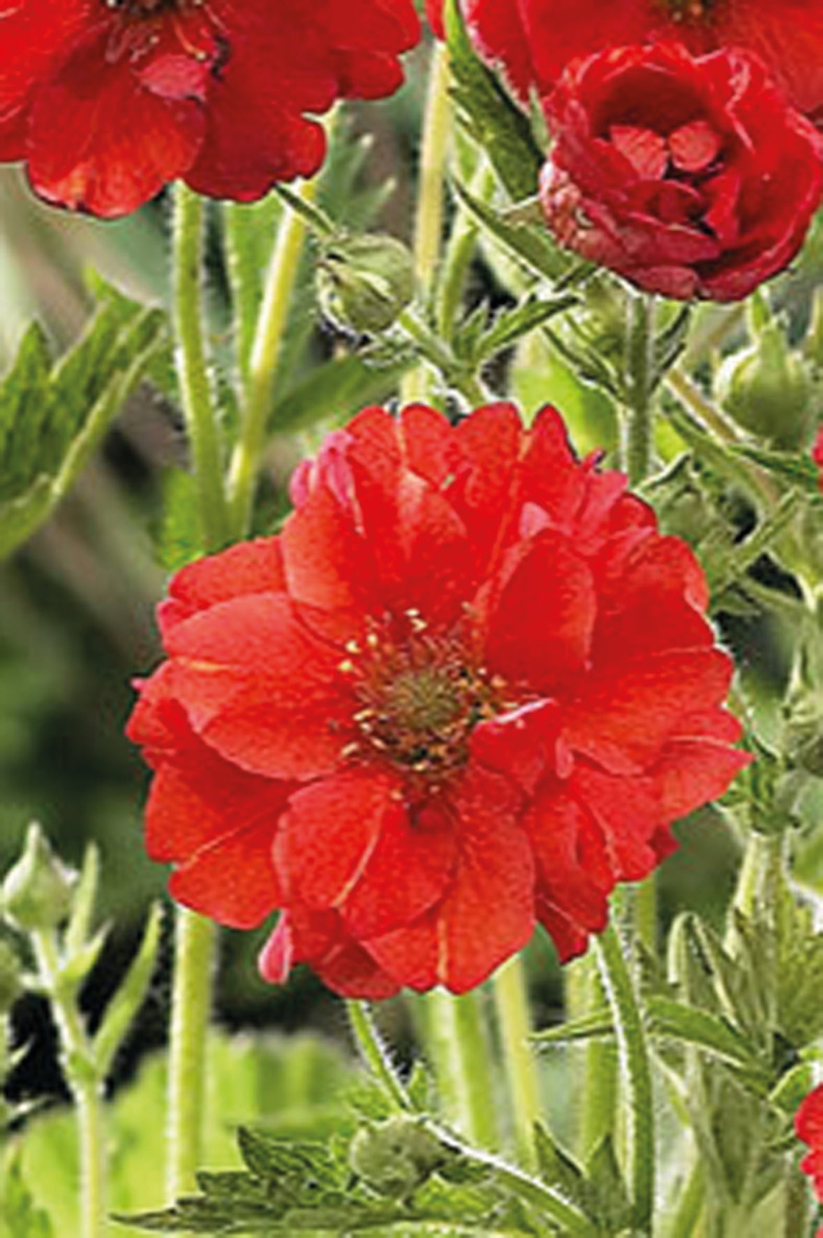Geum 'Mrs.Bradshaw'