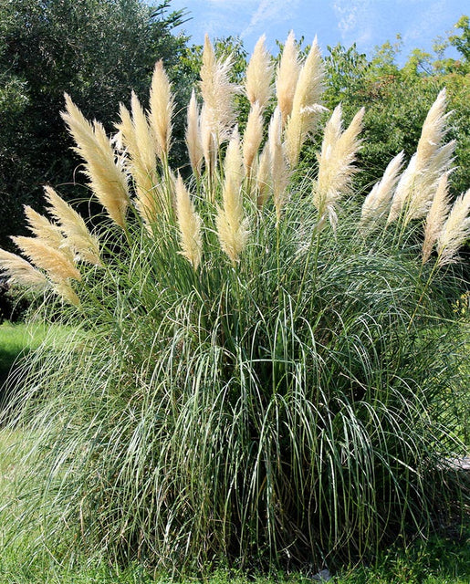 White Pampas Grass