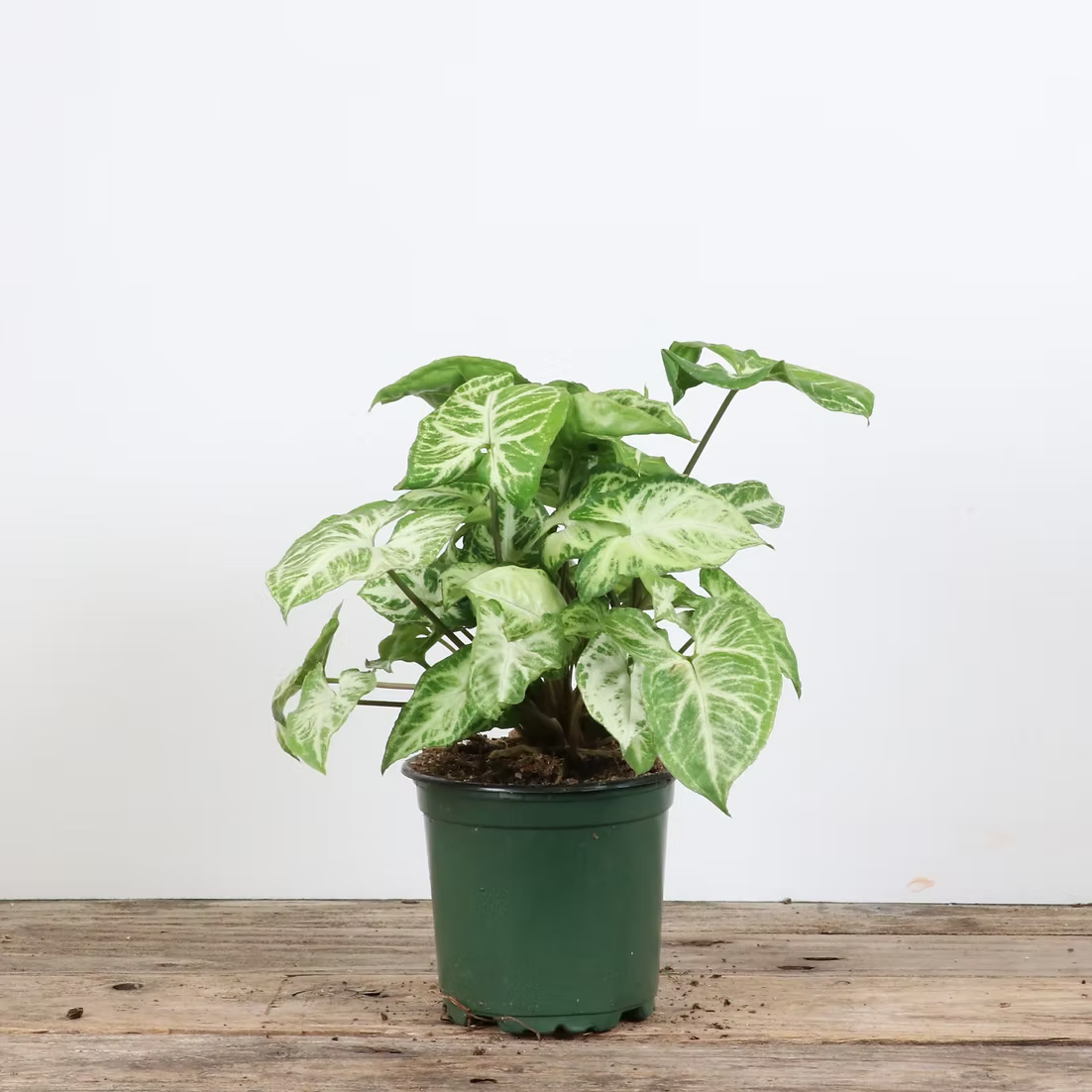 Nephthytis 'Glo Go'