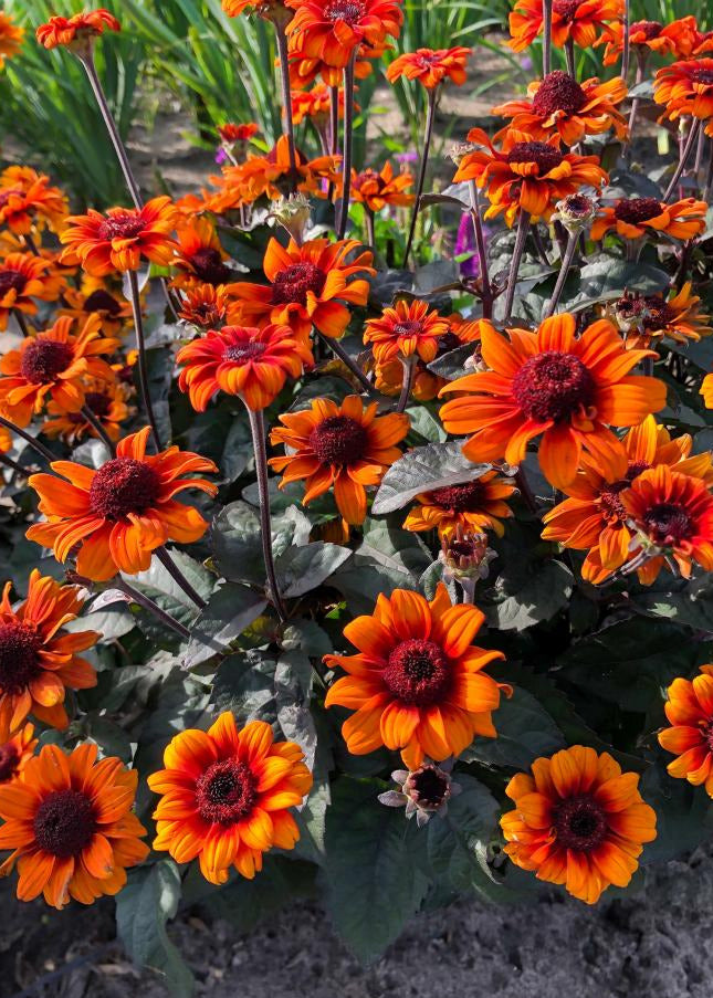 Heliopsis 'Bleeding Heart'