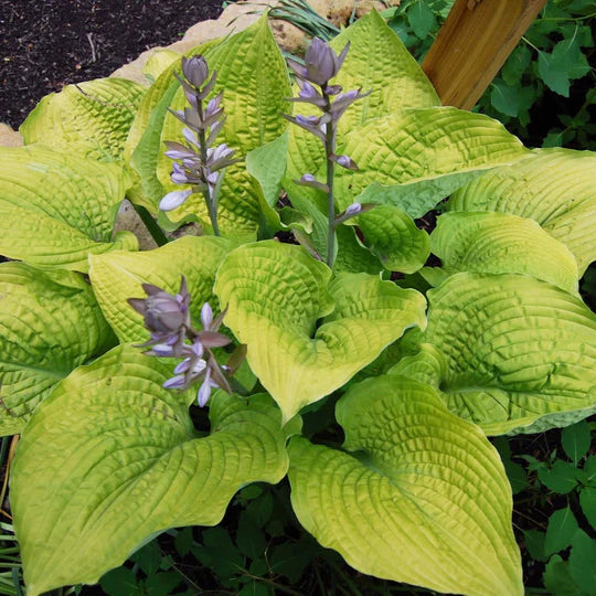 Hosta 'Coast to Coast'