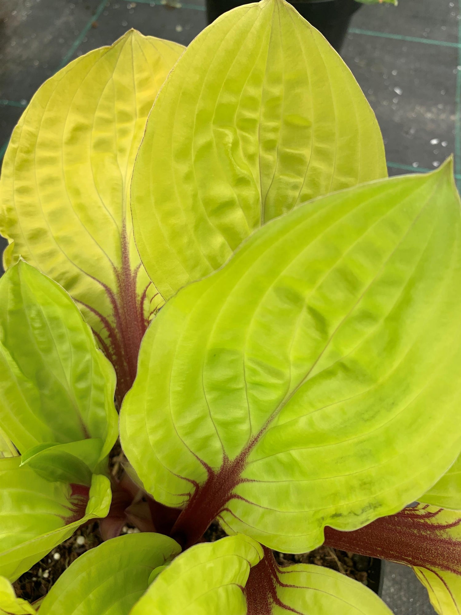 Hosta 'Lemon Snap'