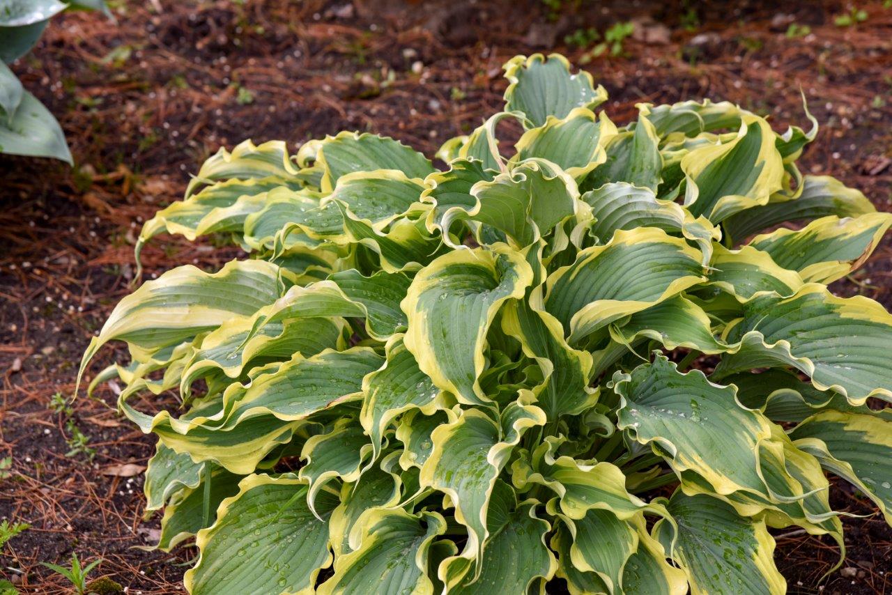 Hosta 'Shadowland Voices in the Wind'