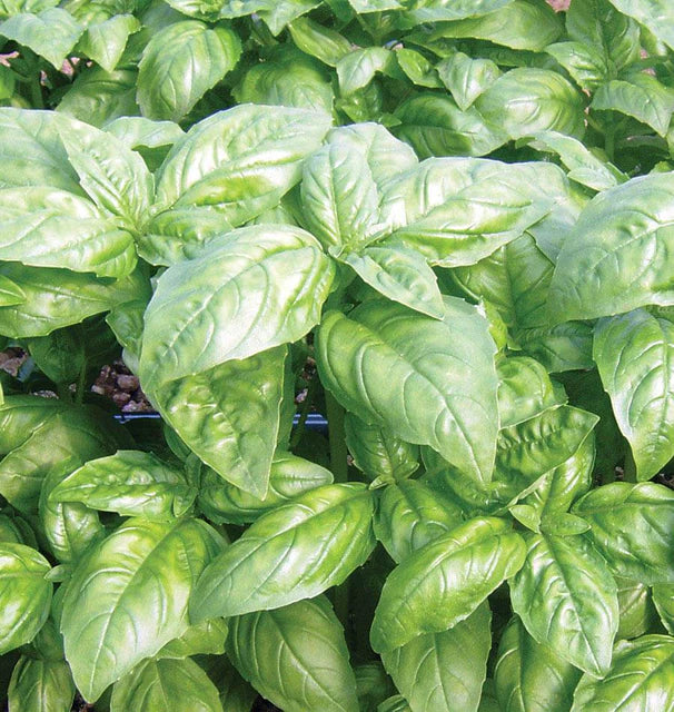 Dolly Certified Organic Basil