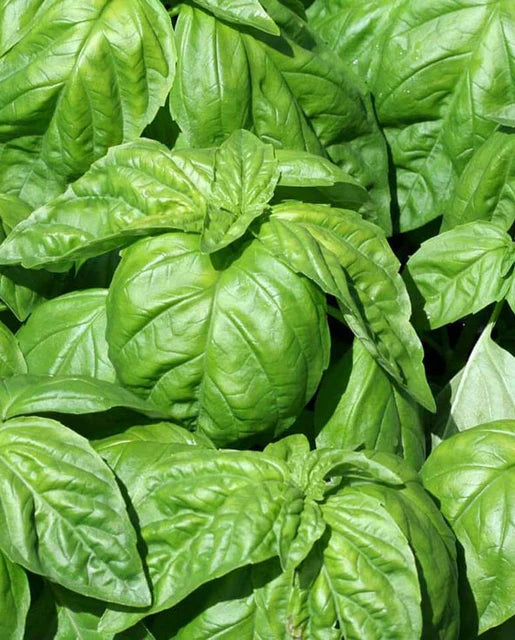 Lettuce Leaf Basil