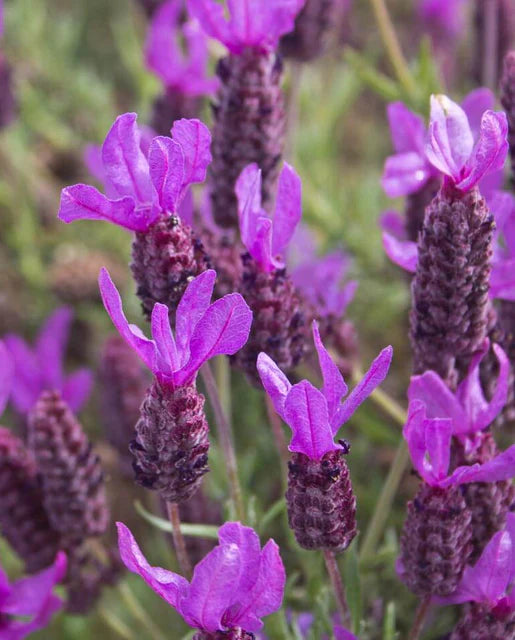 French Lavender