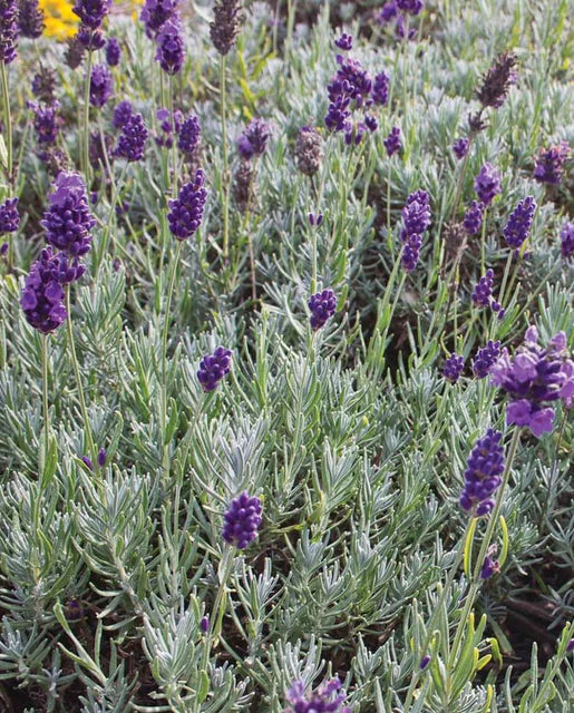 Dwarf Munstead Lavender