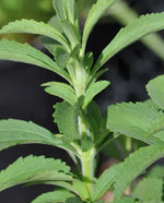 Stevia Sugar Plant Organic - West Coast Seeds