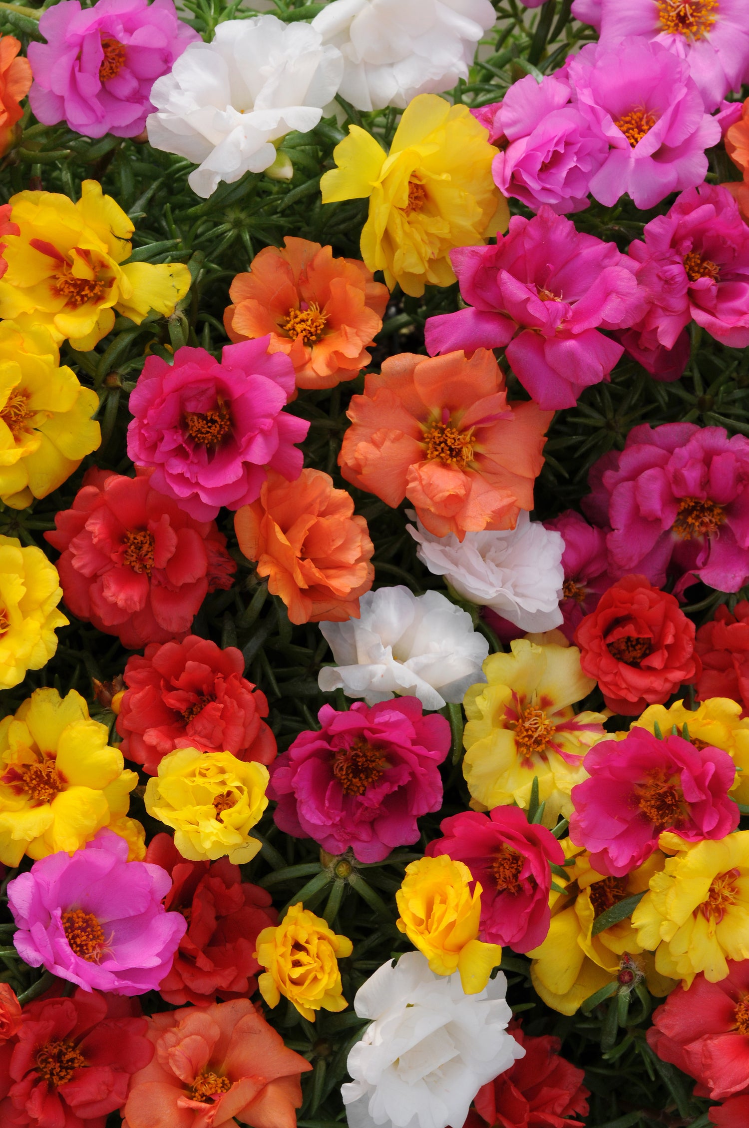 Portulaca 'Happy Hour™ Series