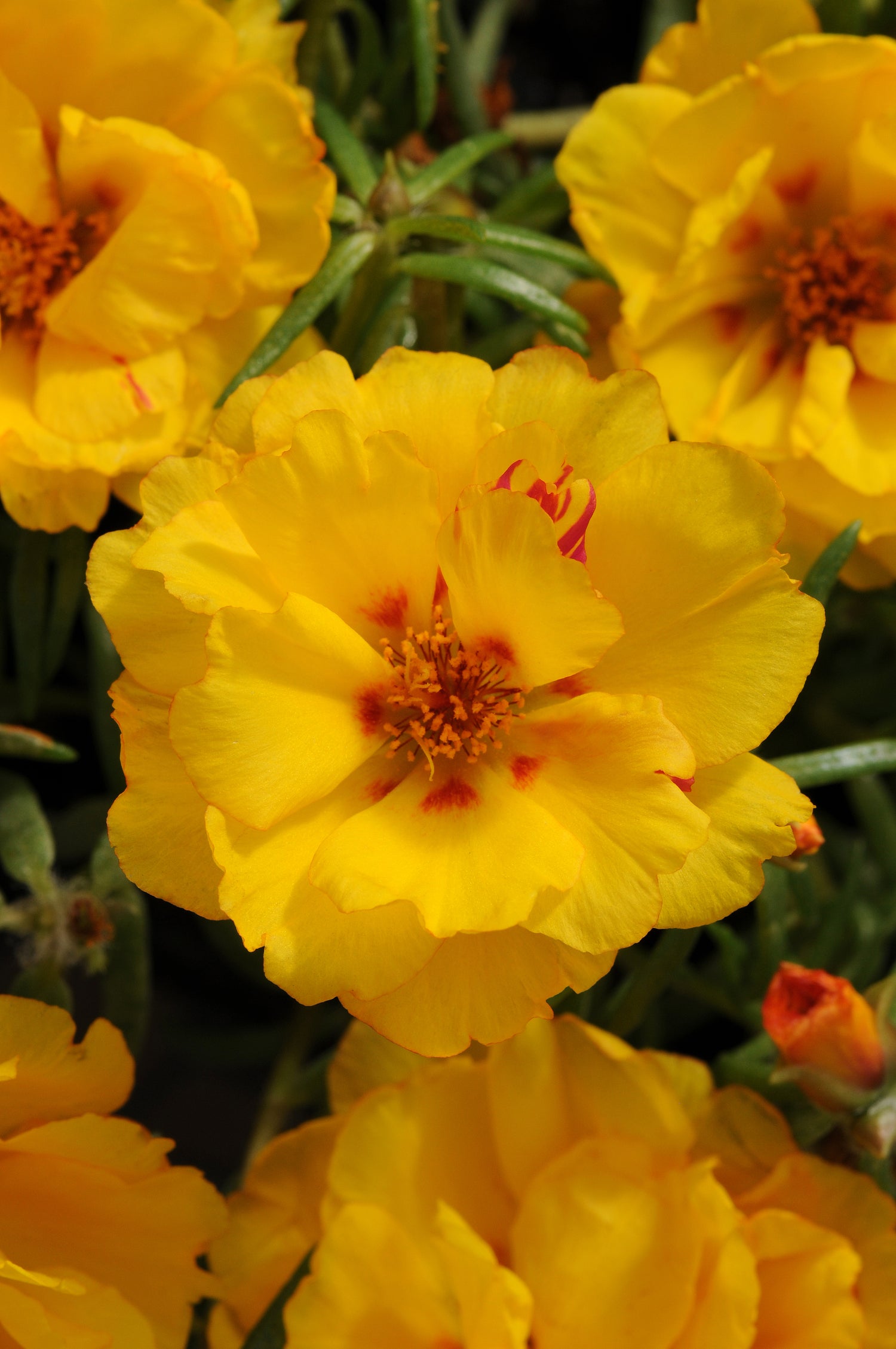 Portulaca 'Happy Hour™ Series