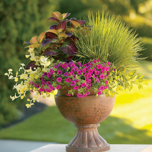 Helichrysum 'Lemon'