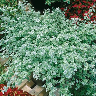 Helichrysum 'Mini Silver'