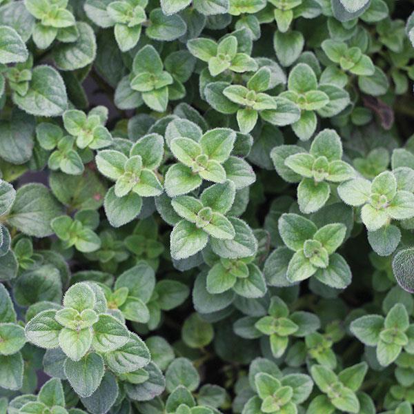 Oregano 'Hot and Spicy'