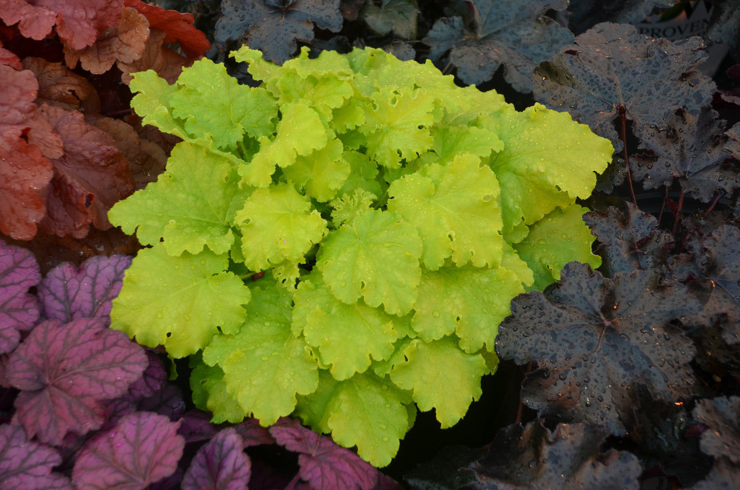 Heuchera 'Twist of Lime'