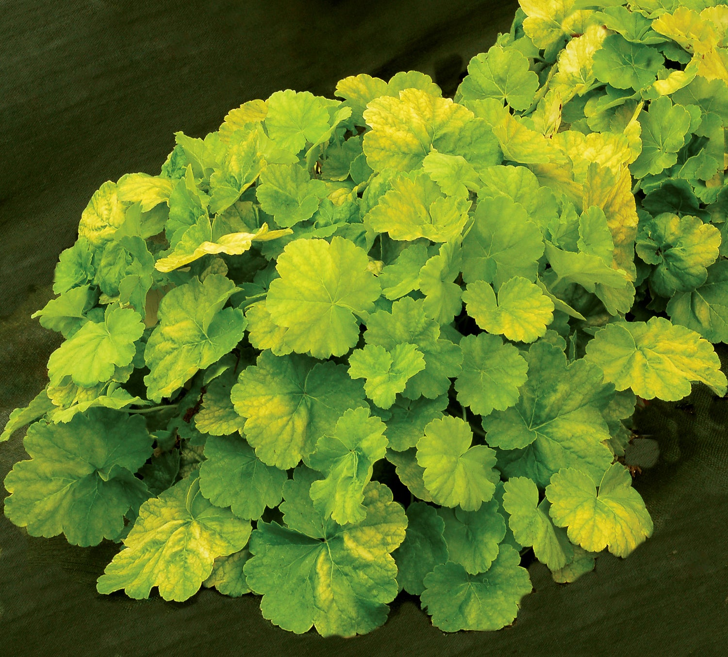 Heuchera Coral Bells 'Northern Exposure Lime'