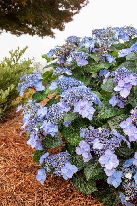 Hydrangea 'Popstar'