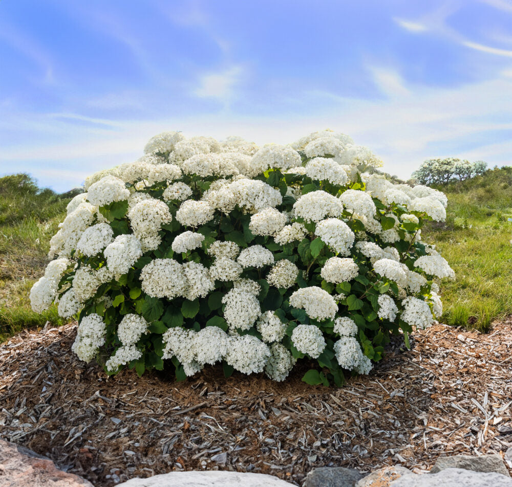 Hydrangea 'Flowerfull'