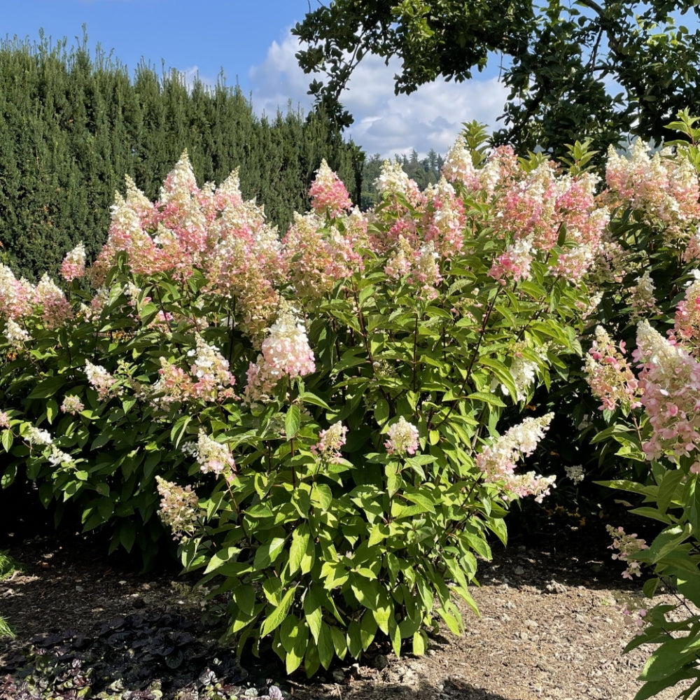 Hydrangea 'Candelabra'