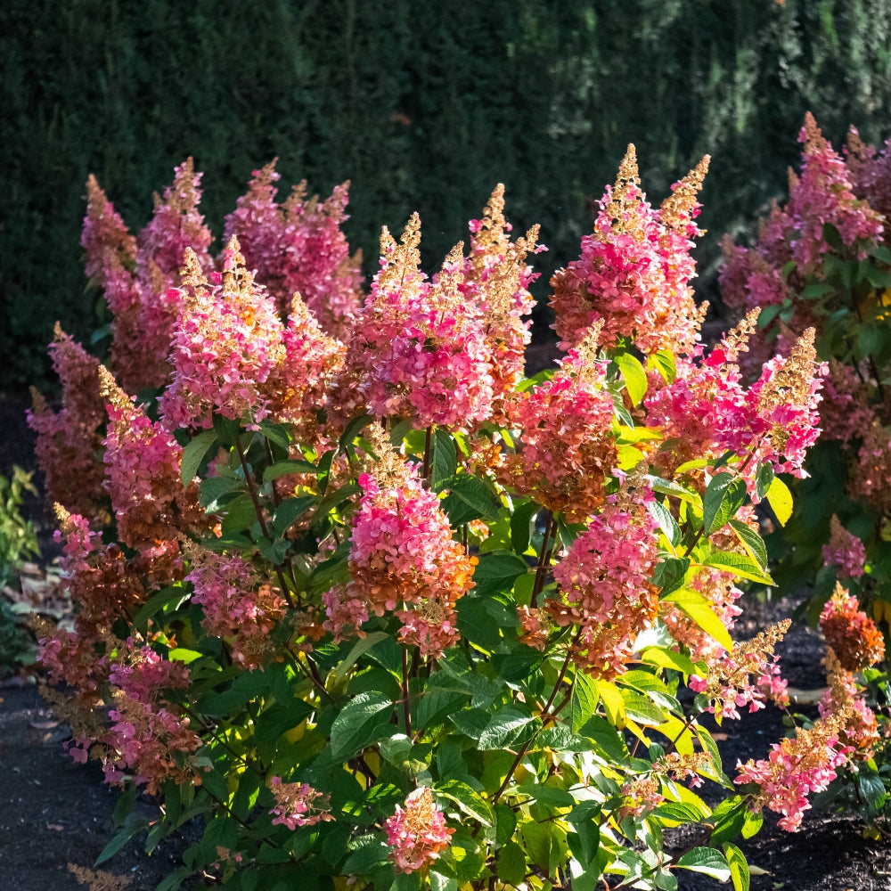 Hydrangea' Flare'