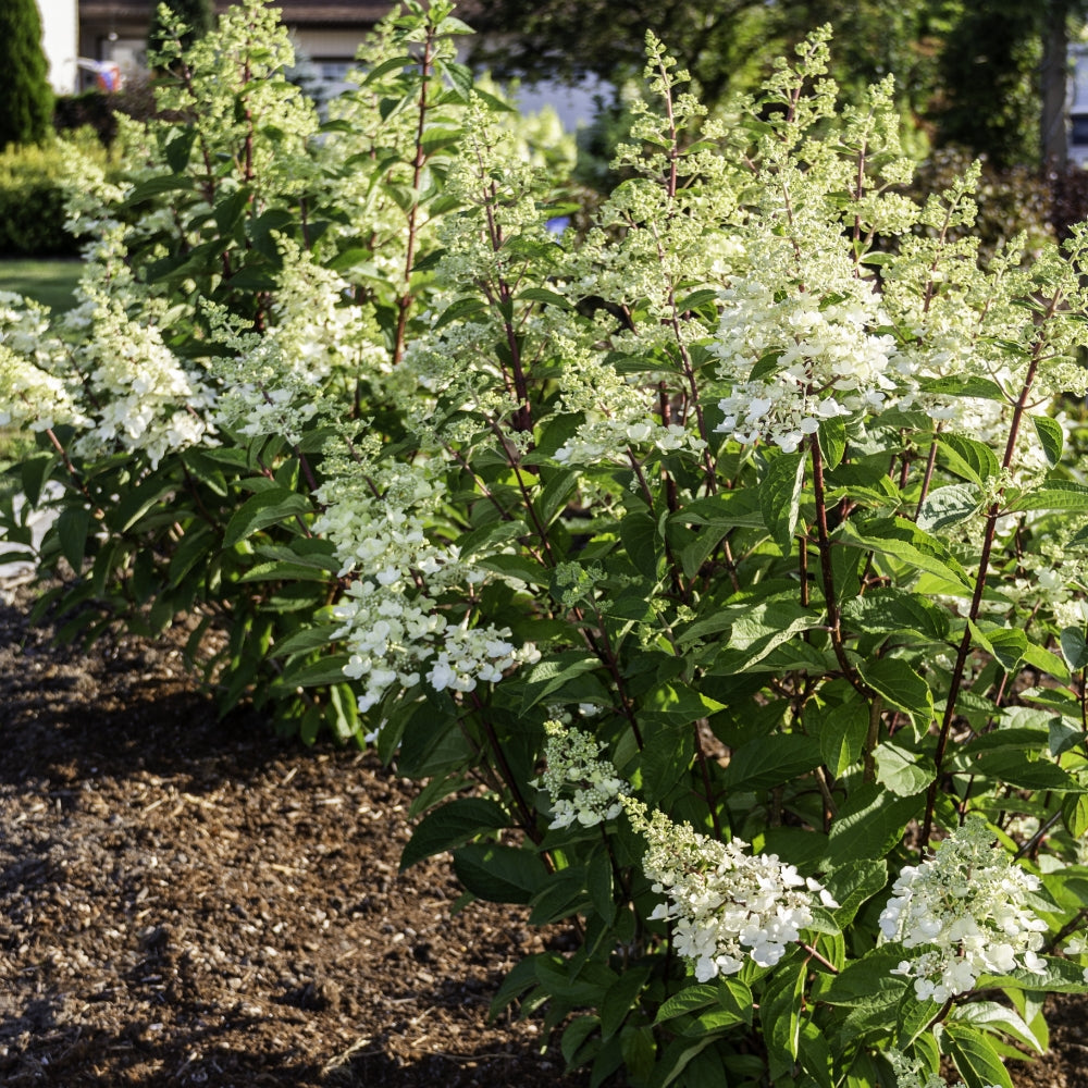 Hydrangea' Flare'