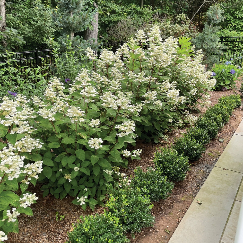 Hydrangea 'Torch'