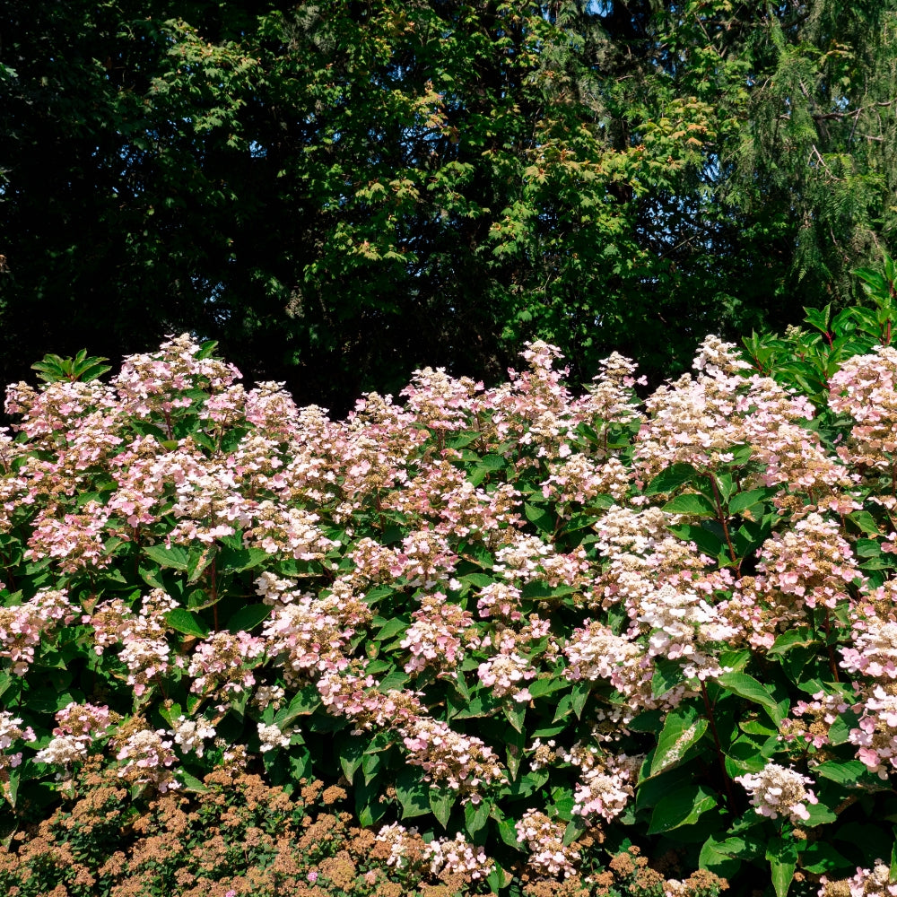 Hydrangea 'Torch'