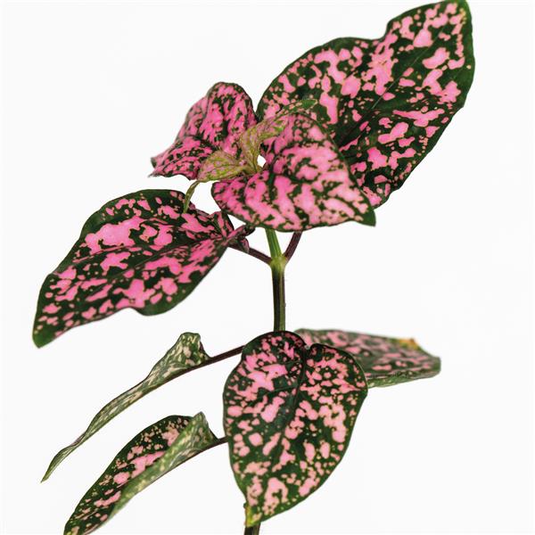 Hypoestes 'Lotty Dotty' Series