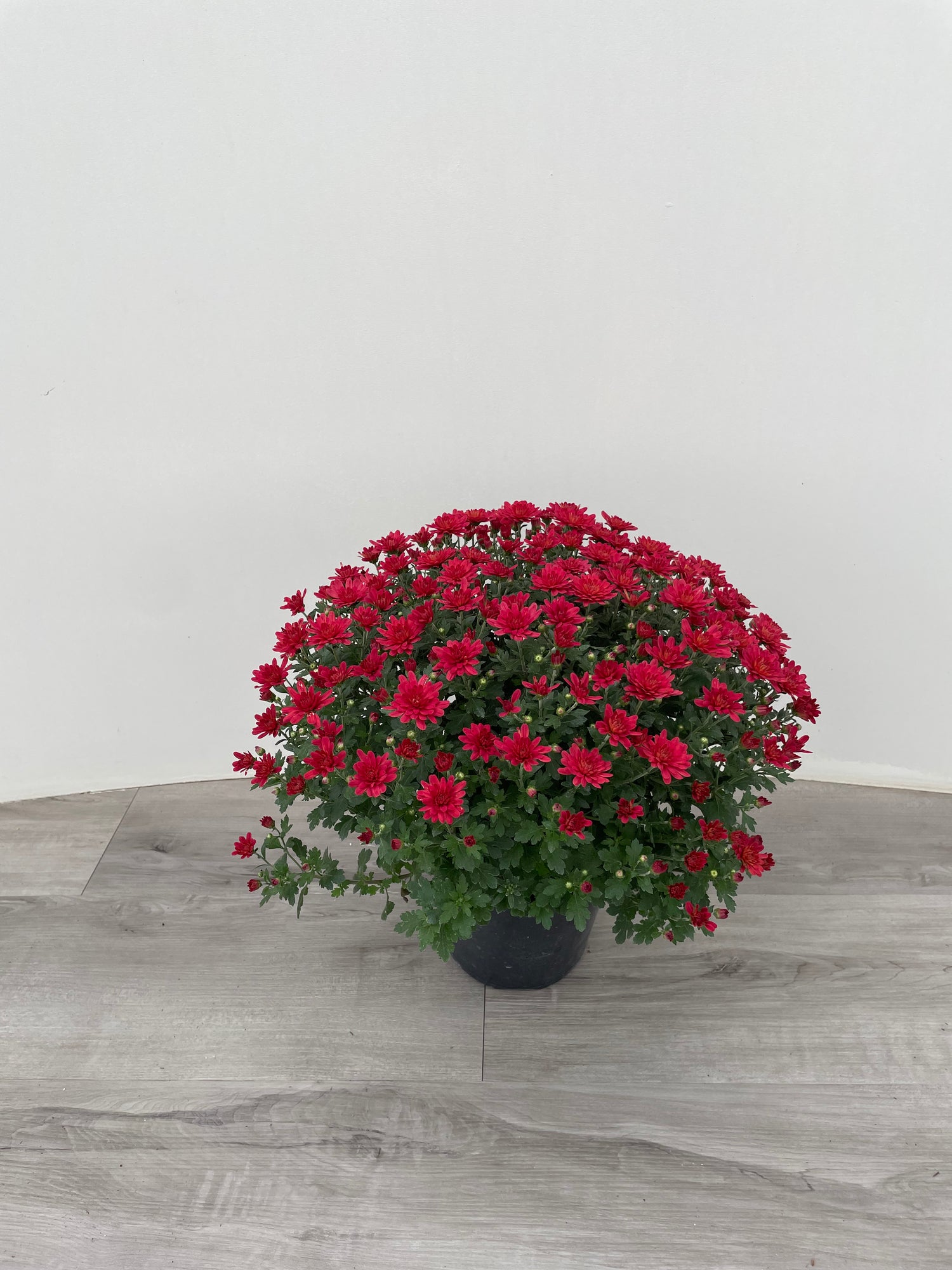 1 Gal Fall Mum