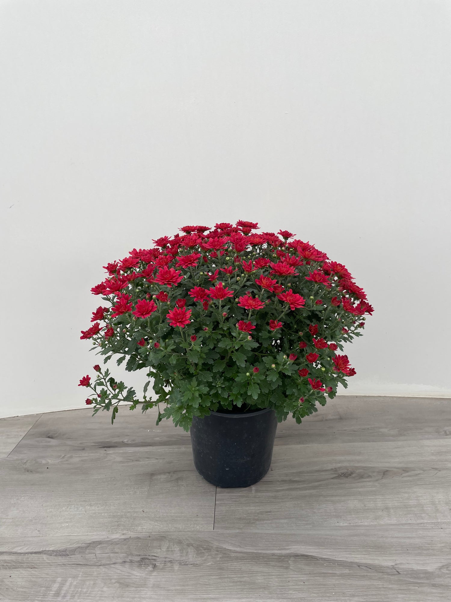 1 Gal Fall Mum