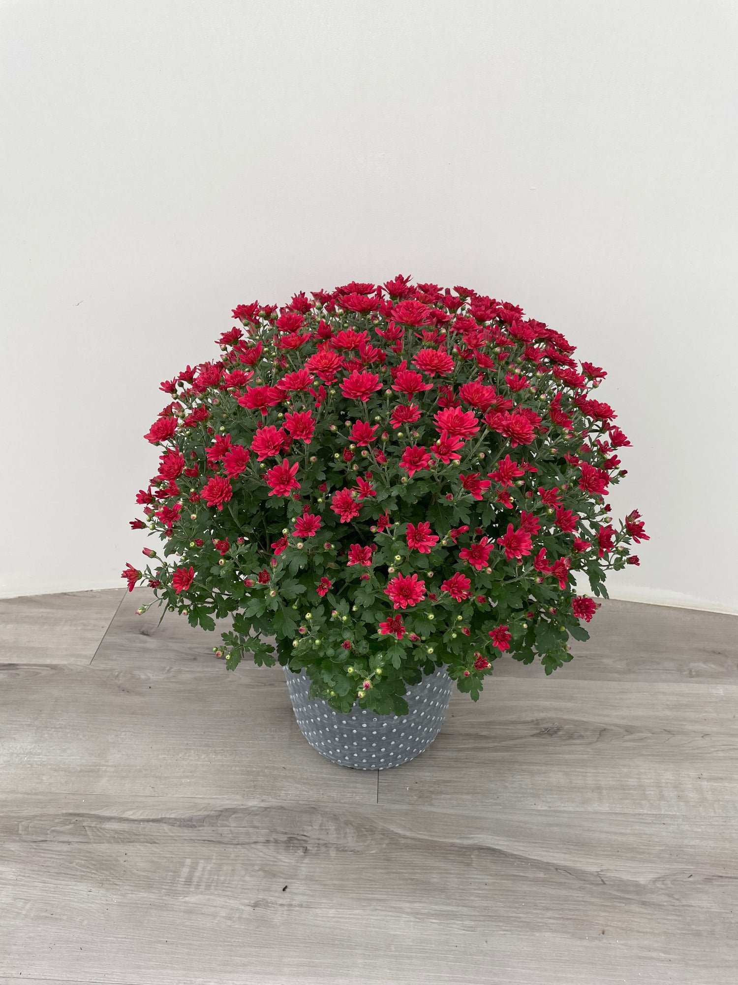 10" Fall Mum