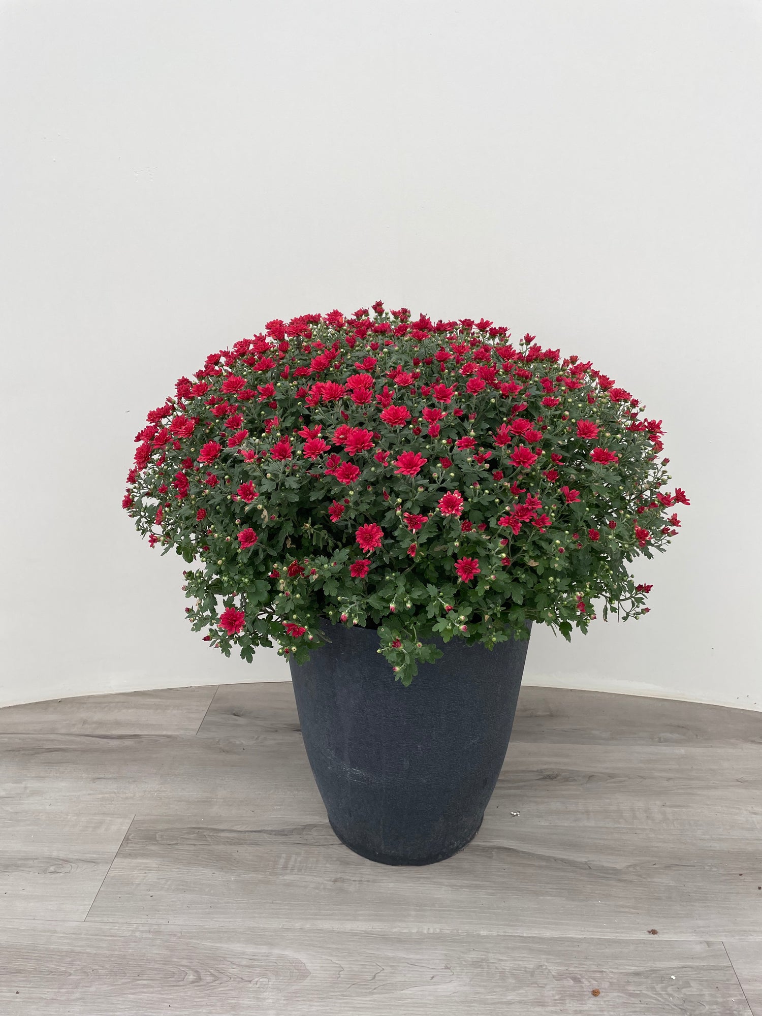 14" Fall Mum