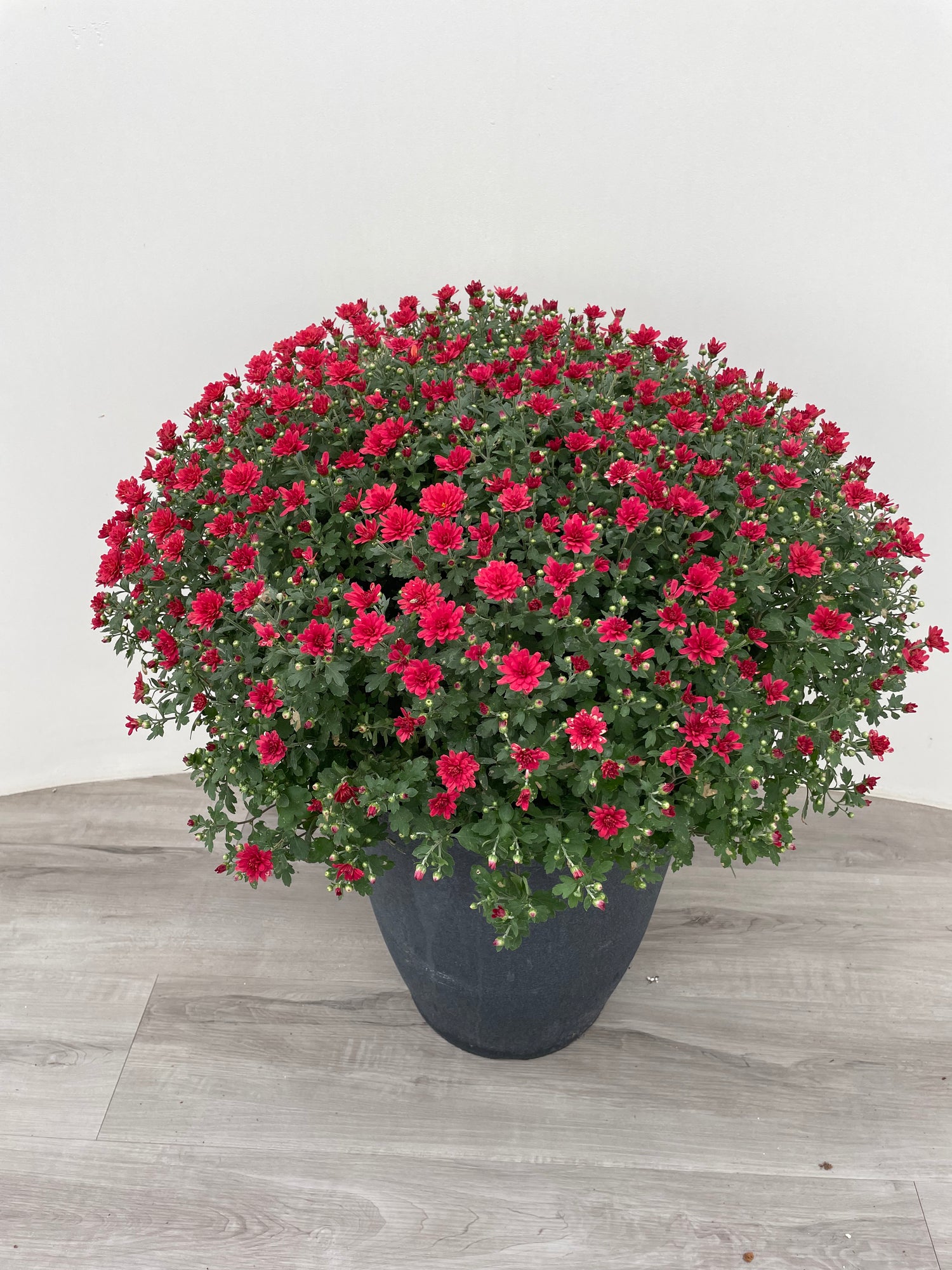 12" Fall Mum